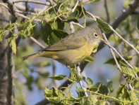 Nashville Warbler 7397